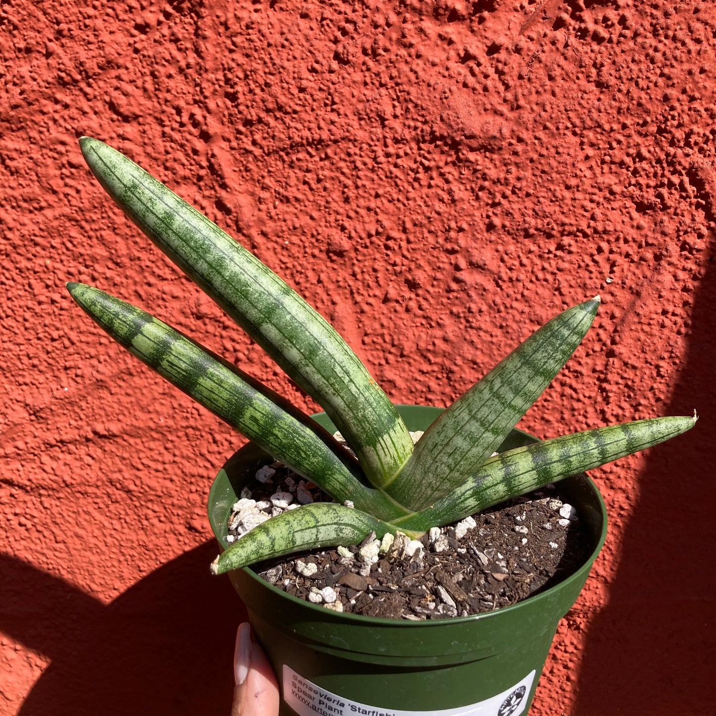 Sansevieria 'Starfish' - Starfish Snake Plant