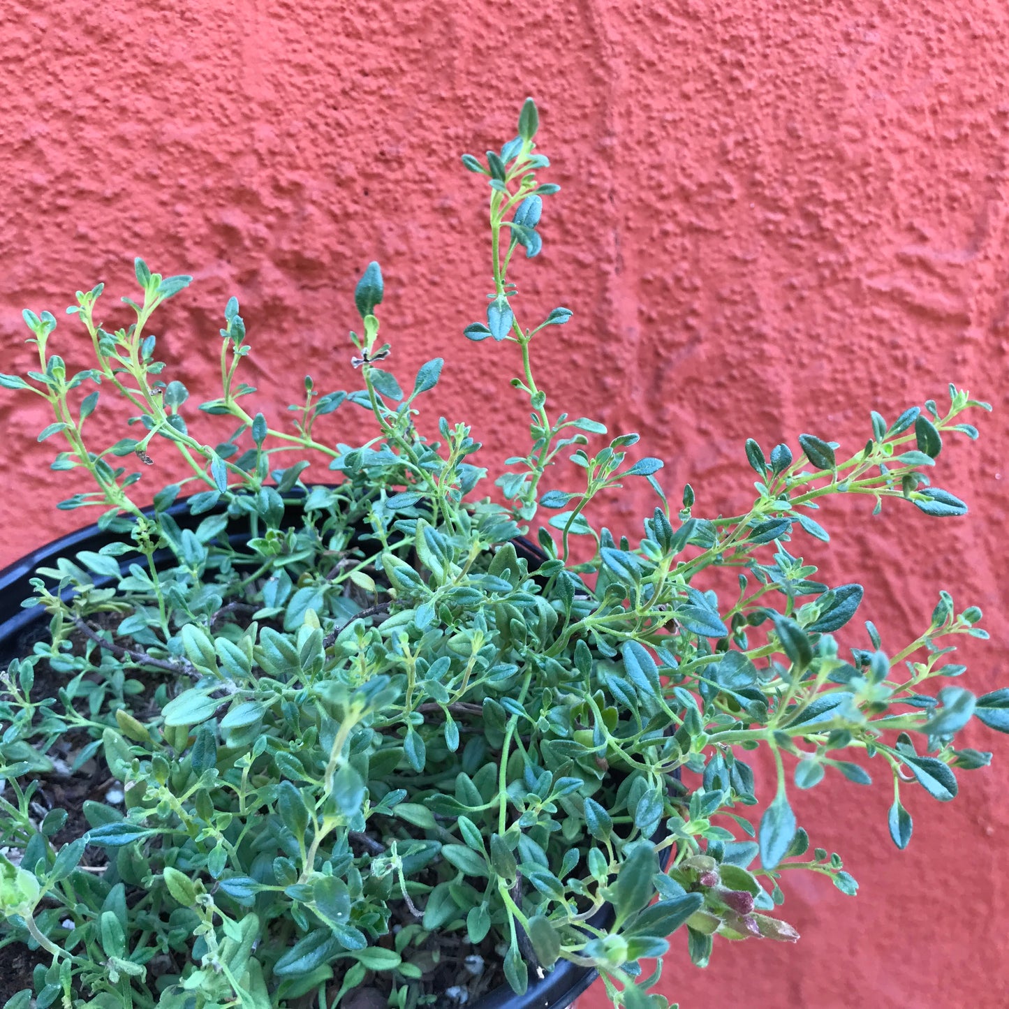 Monardella macrantha 'Marian Sampson' - Scarlet Monardella