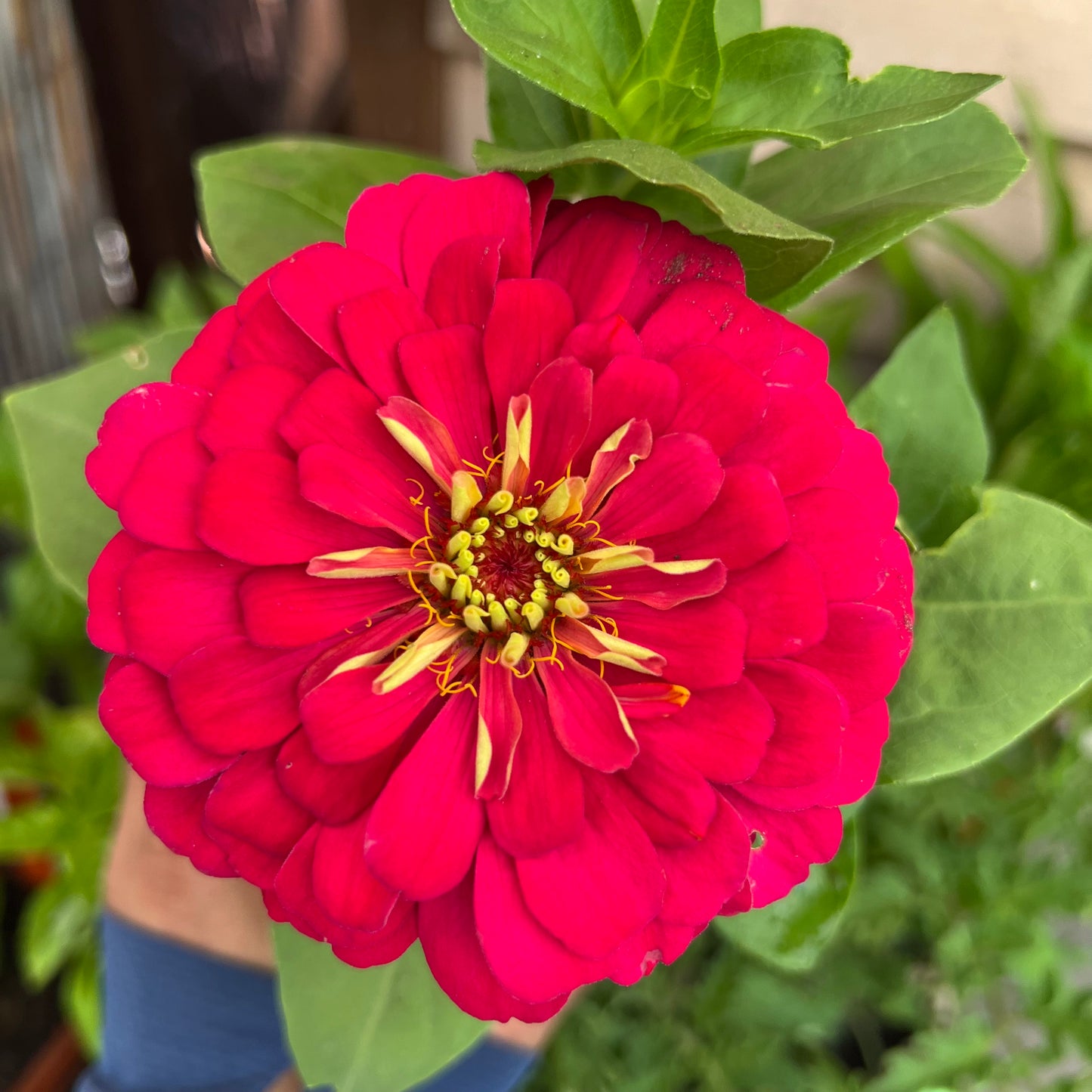 Mixed Color Zinnia
