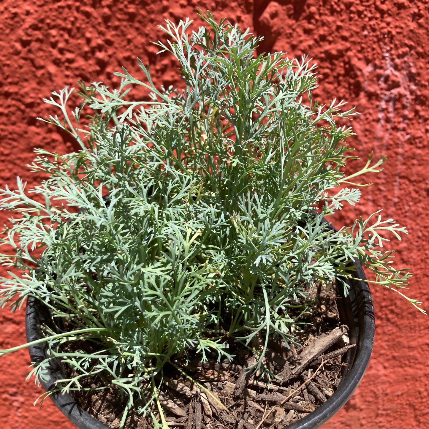 Eschscholzia californica 'Mahogany'