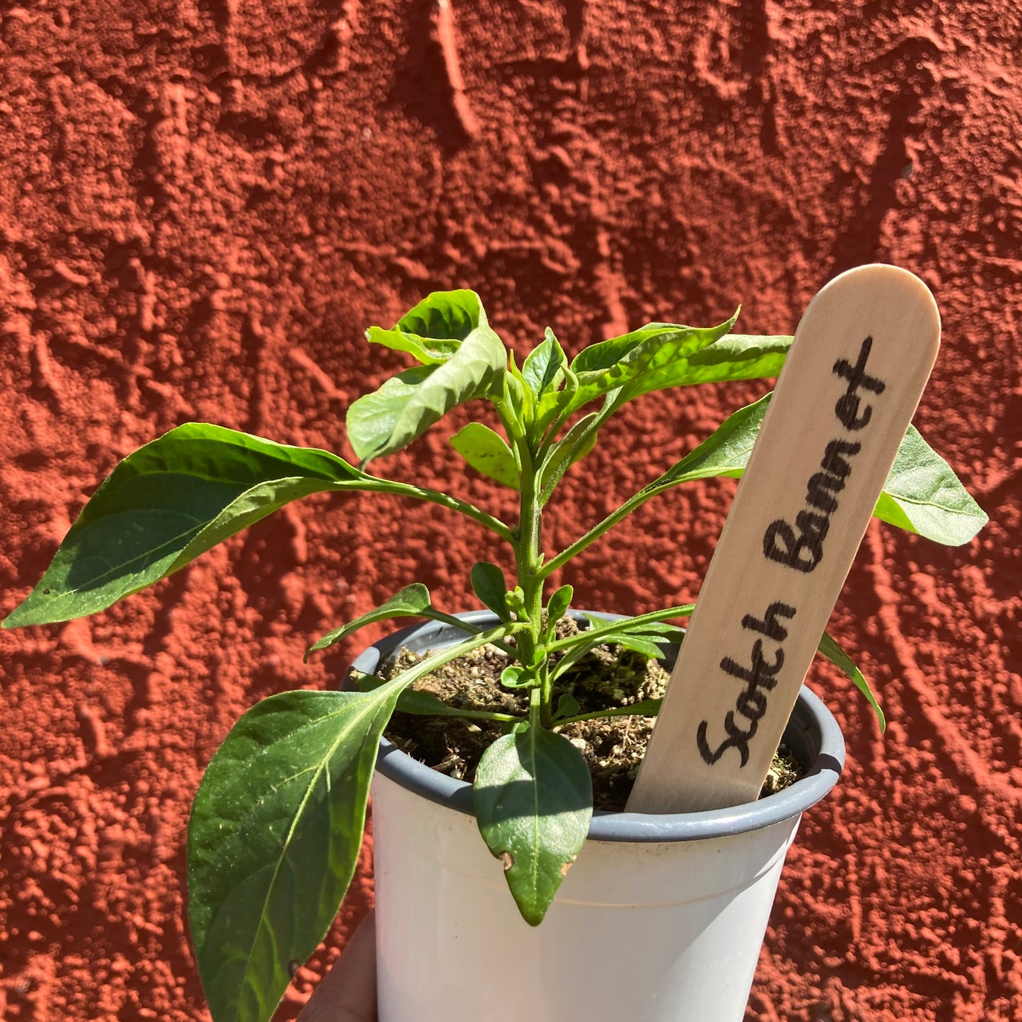 Scotch Bonnet Pepper