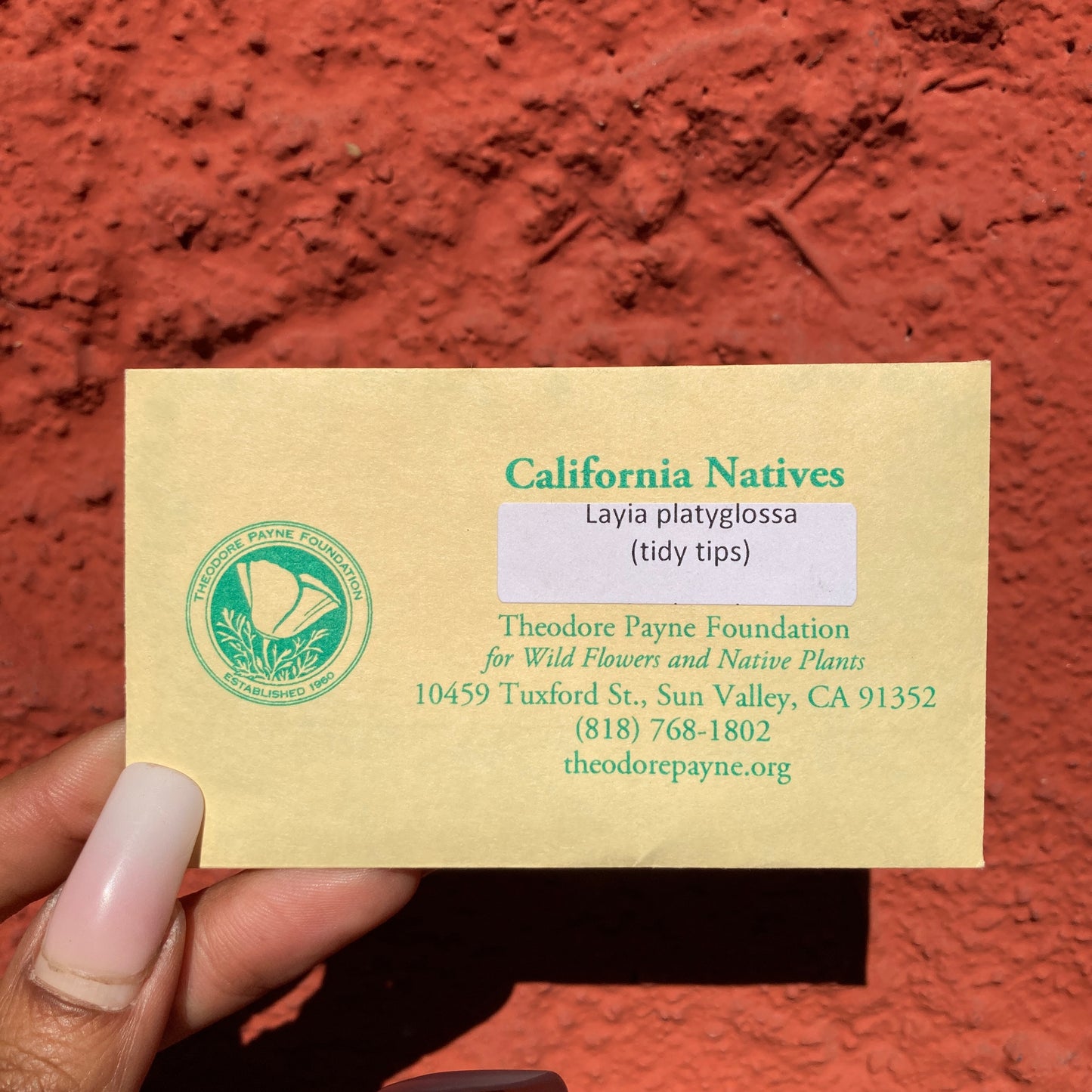 Tidy Tips Seeds - Layia platyglossa - Theodore Payne Foundation