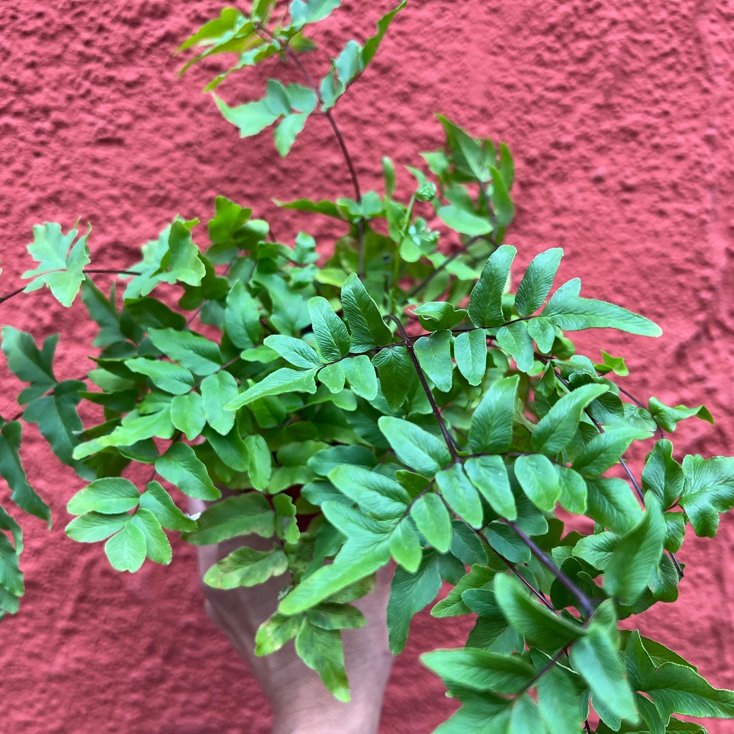 Adiantum sp. - Maidenhair Fern
