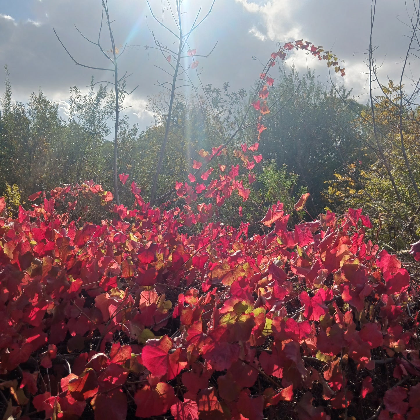 Vitis 'Roger's Red' - Roger's Red Grape