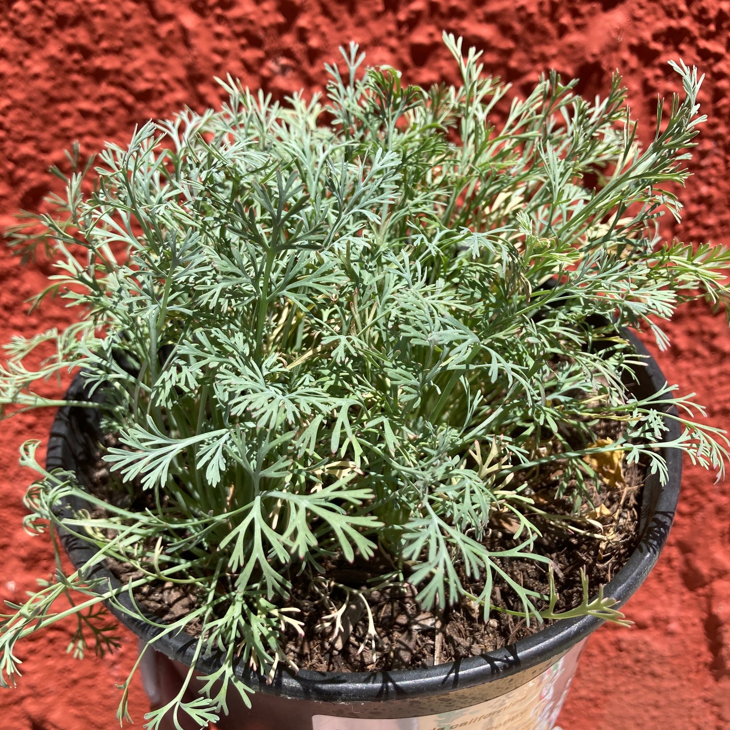 Eschscholzia californica 'Carmine King'