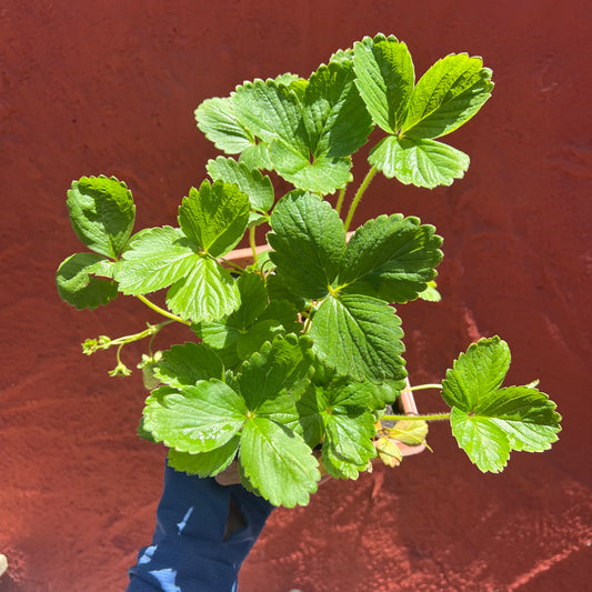 'Albion' Strawberries (6 pack)