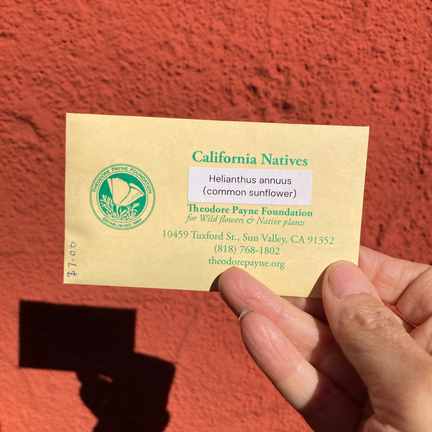 Common Sunflower Seeds - Helianthus annuus - Theodore Payne Foundation