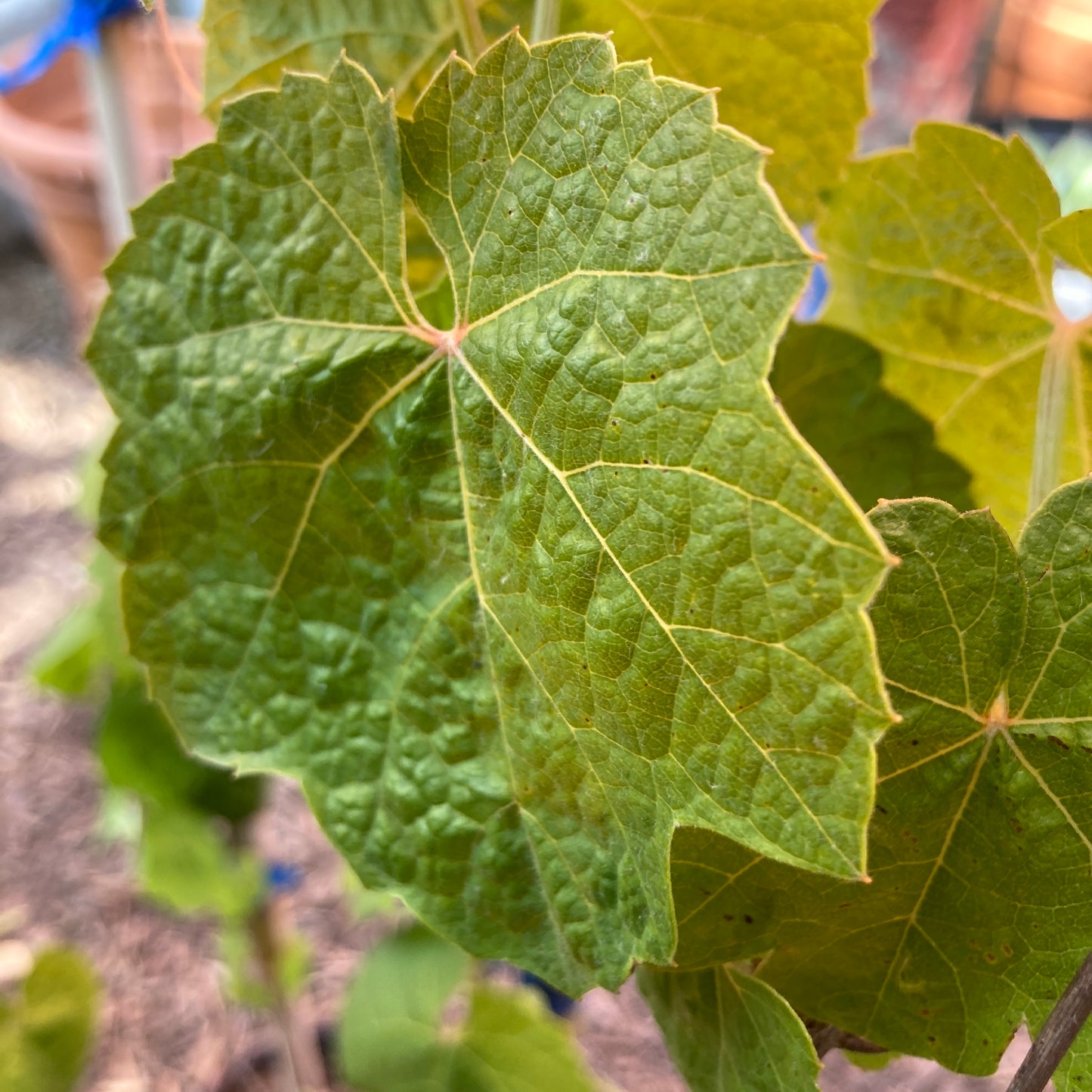 Vitis girdiana - Desert Grape