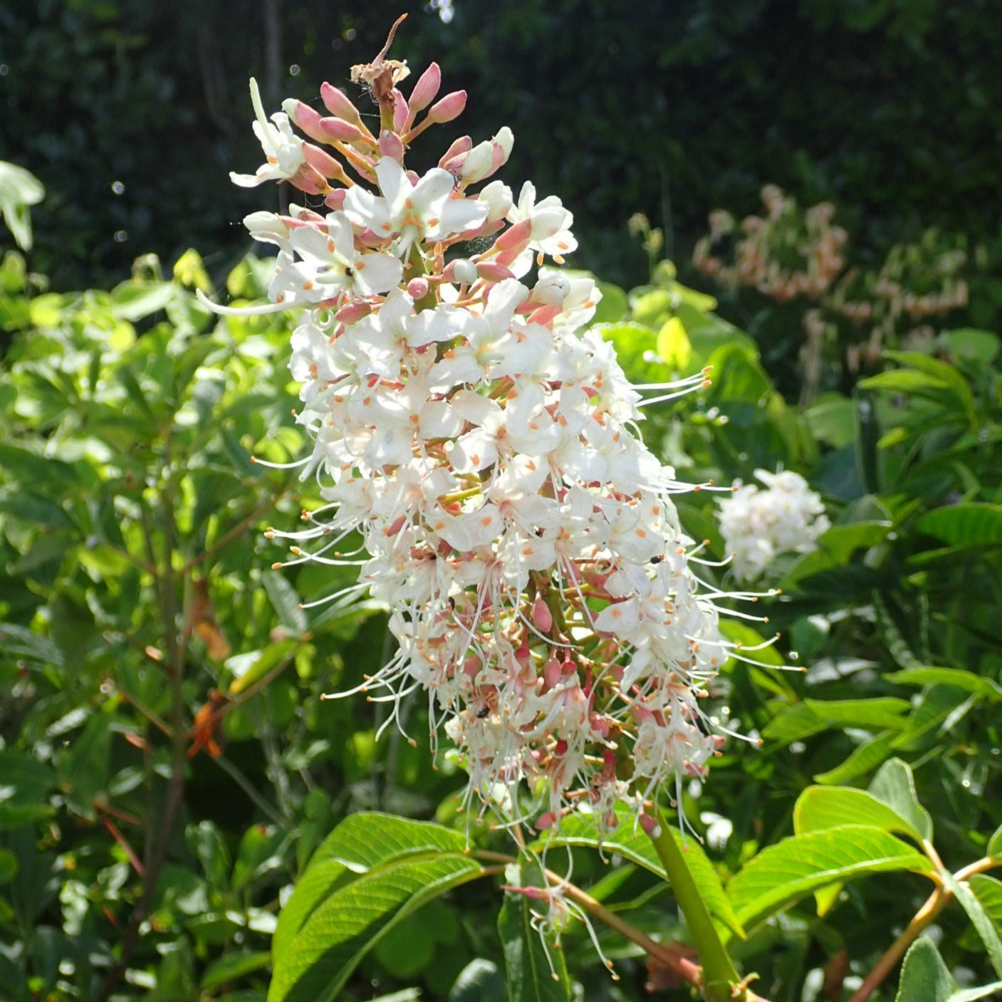 Aesculus californica - California Buckeye