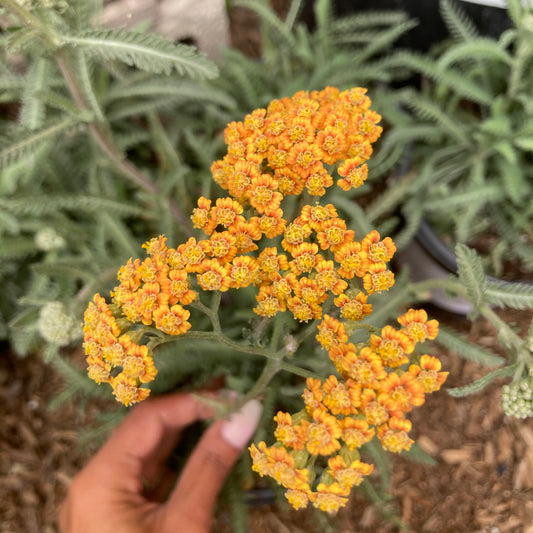 Achillea ‘Terracotta’ - Terracotta Yarrow