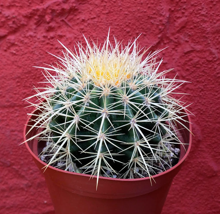 Echinocactus grusonii - Golden Barrel Cactus