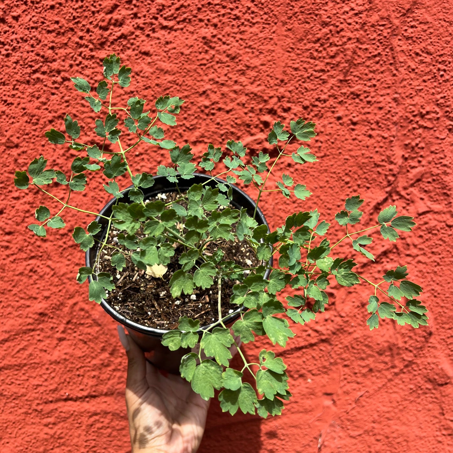 Thalictrum fendleri var. polycarpum - Meadow Rue