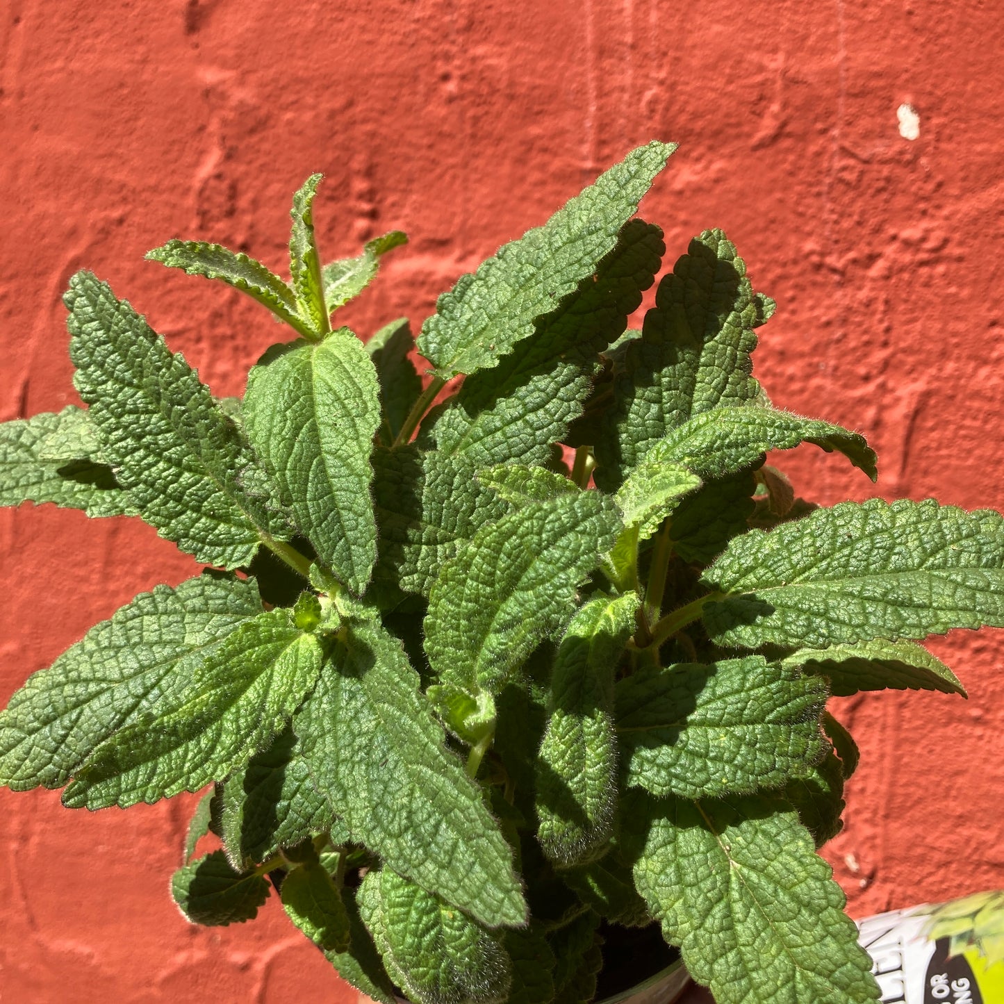 Stachys stebbinsii - Hedge Nettle