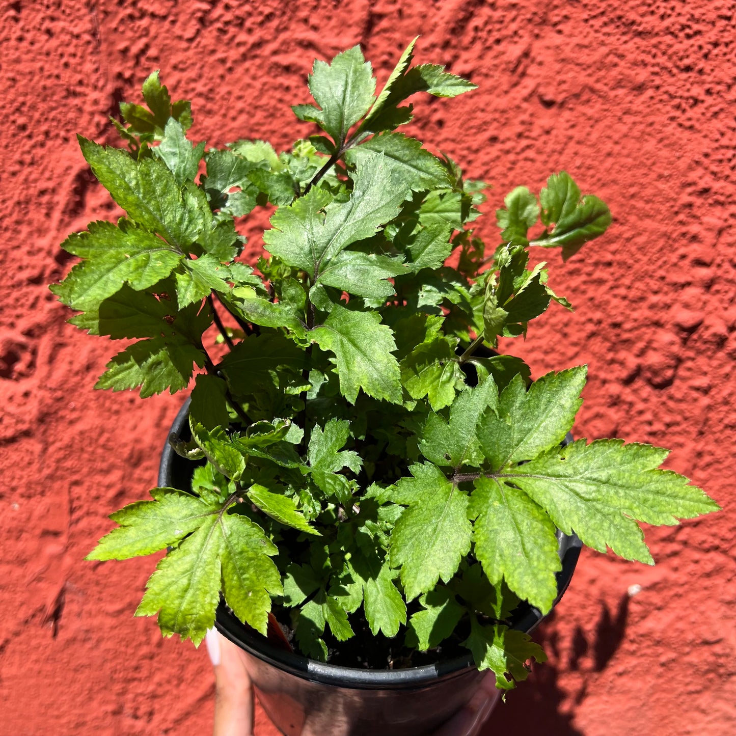'Vegetable' Mugwort