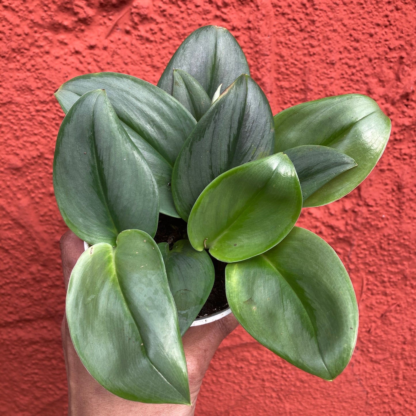 Epipremnum treubii 'Moonlight' - Pothos