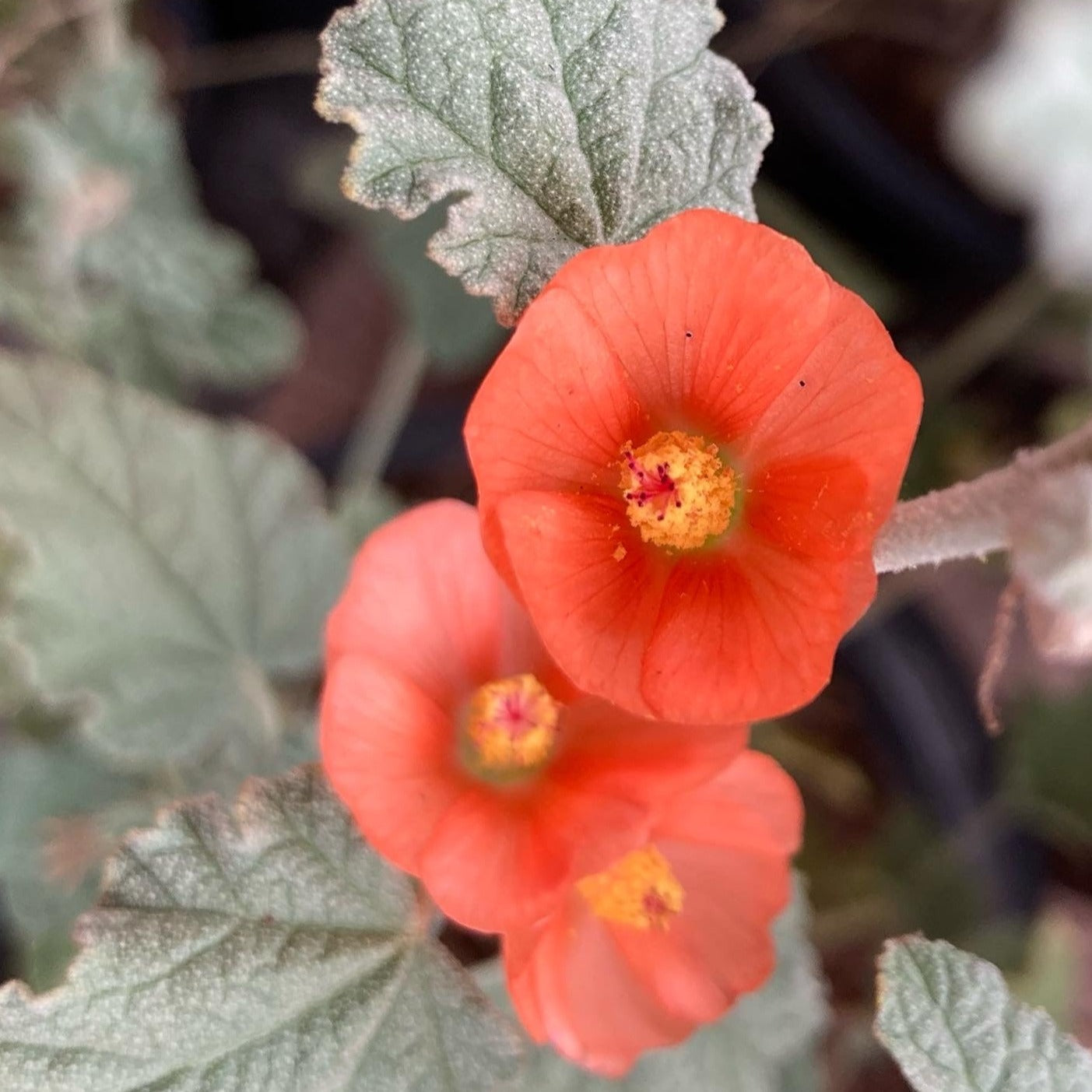 Sphaeralcea ambigua - Desert Mallow, Apricot Mallow