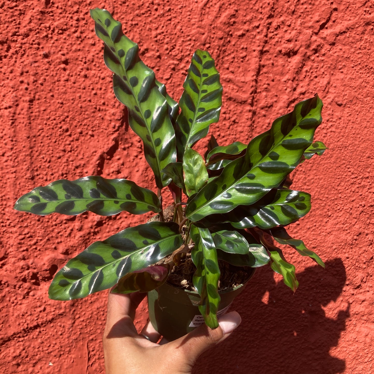 Calathea lancifolia - Rattlesnake Plant
