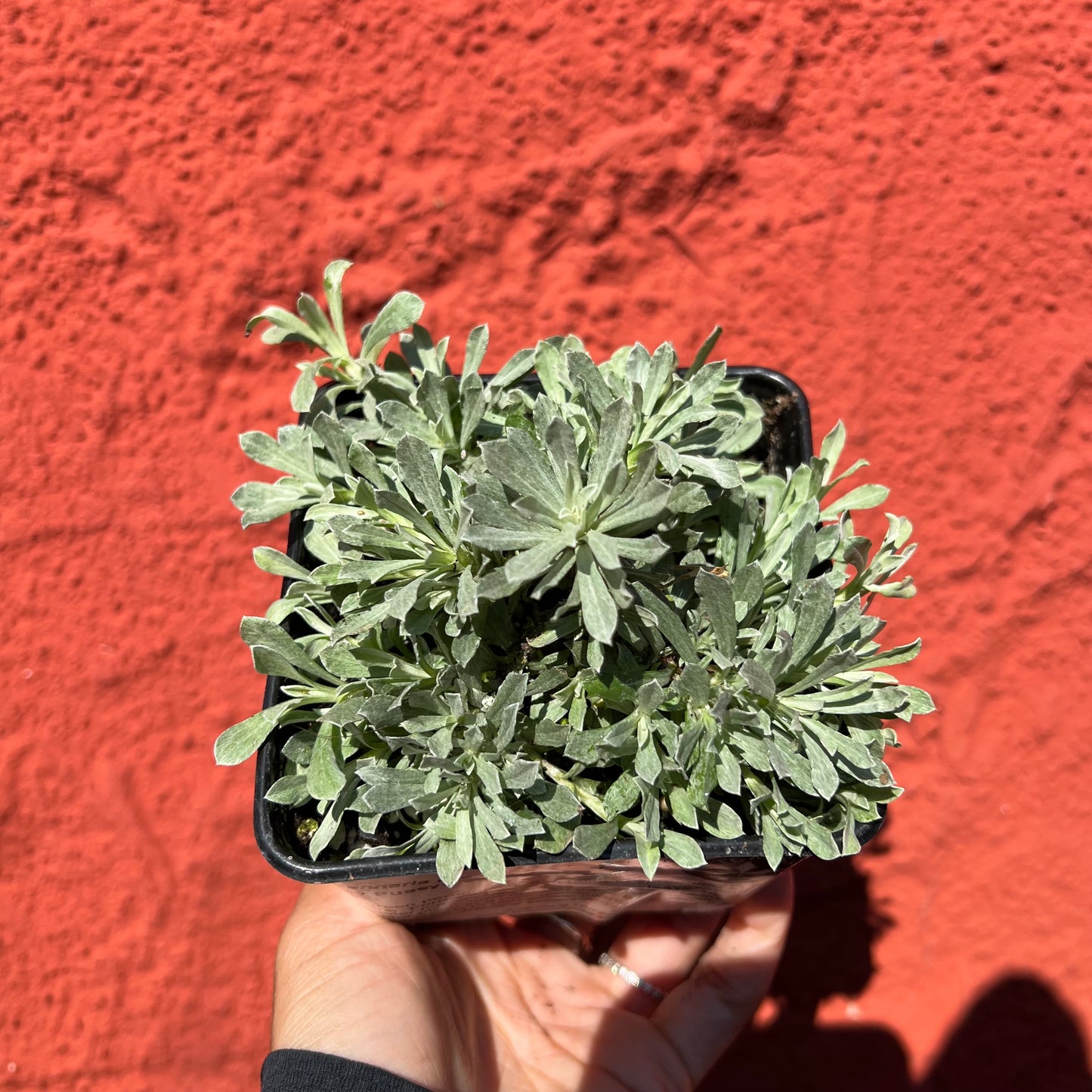 Antennaria rosea - Rosy Pussytoes