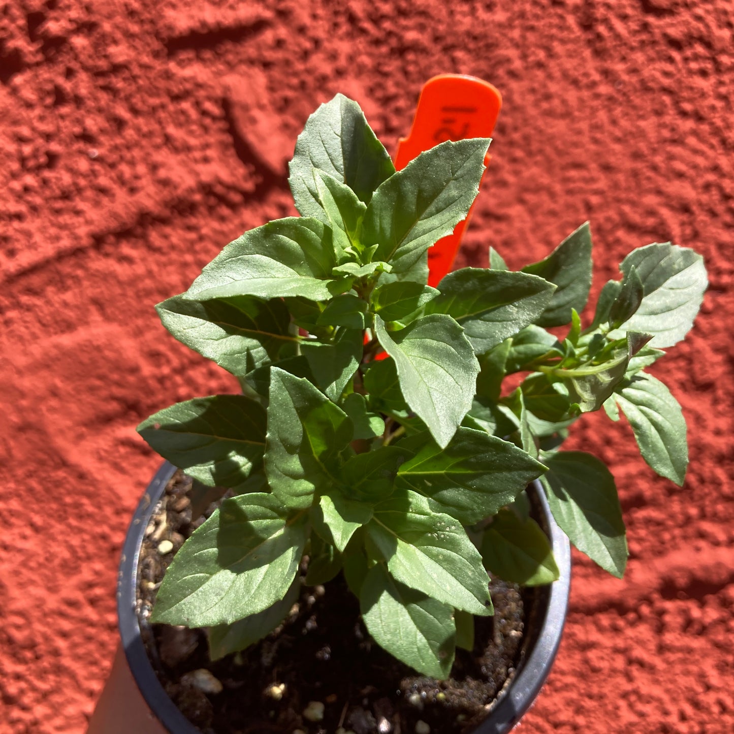 Greek Columnar Basil