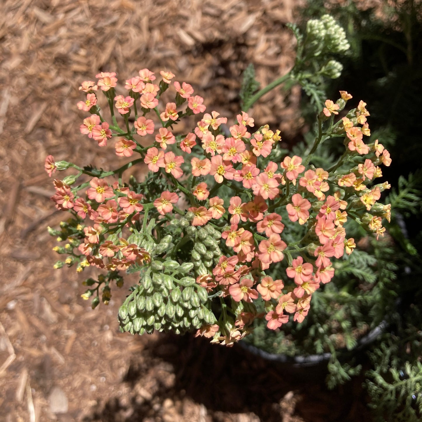 Achillea millefolium 'Salmon Beauty' - Salmon Beauty Yarrow