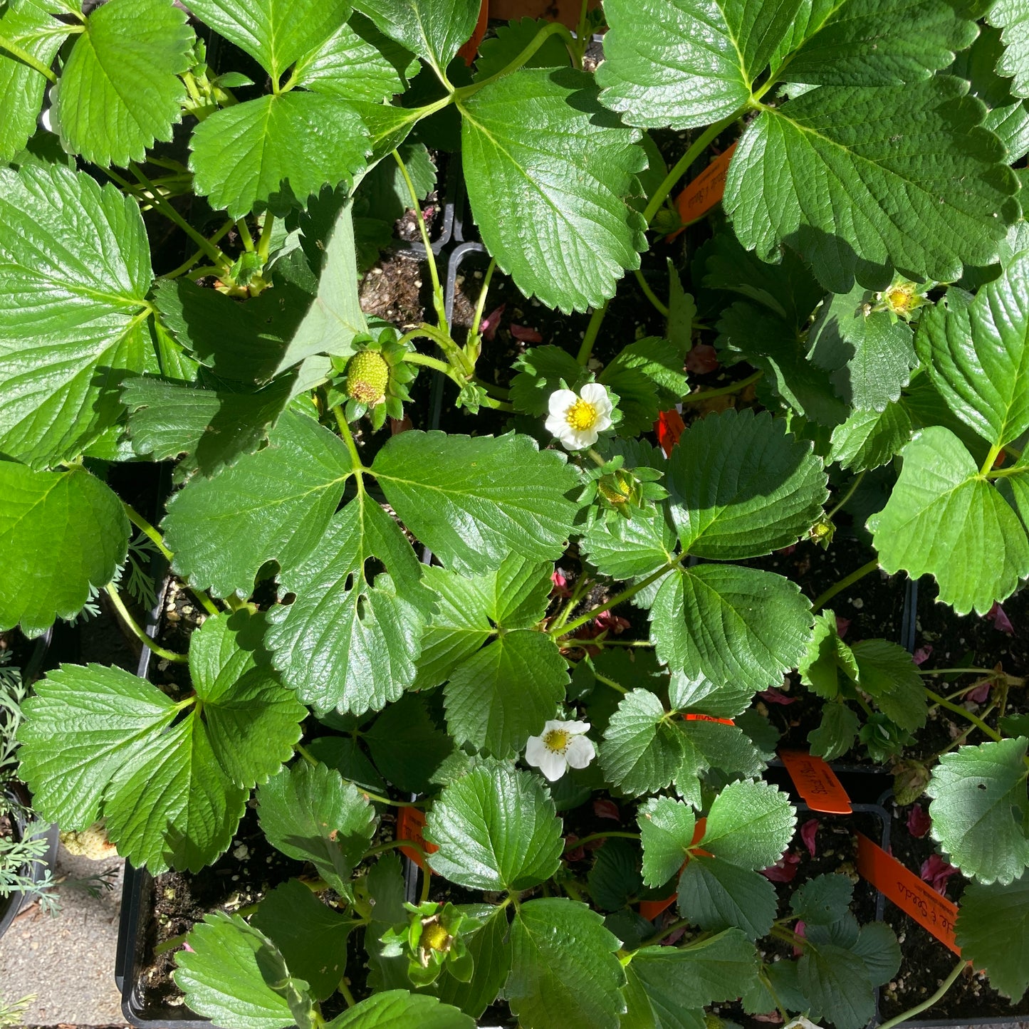 Strawberry 'Seascape'