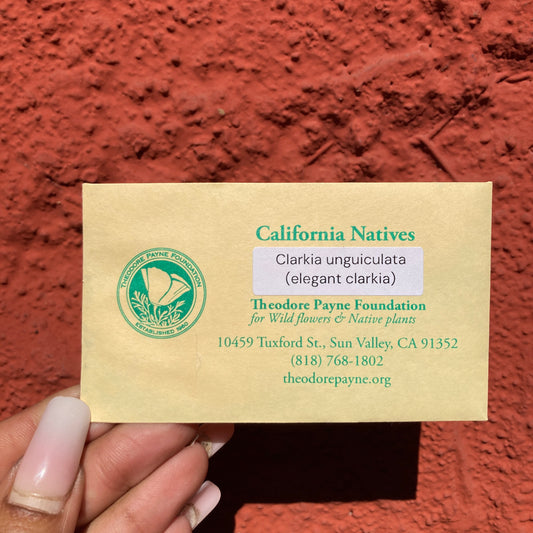 Clarkia unguiculata - Elegant Clarkia Seeds - Theodore Payne Foundation