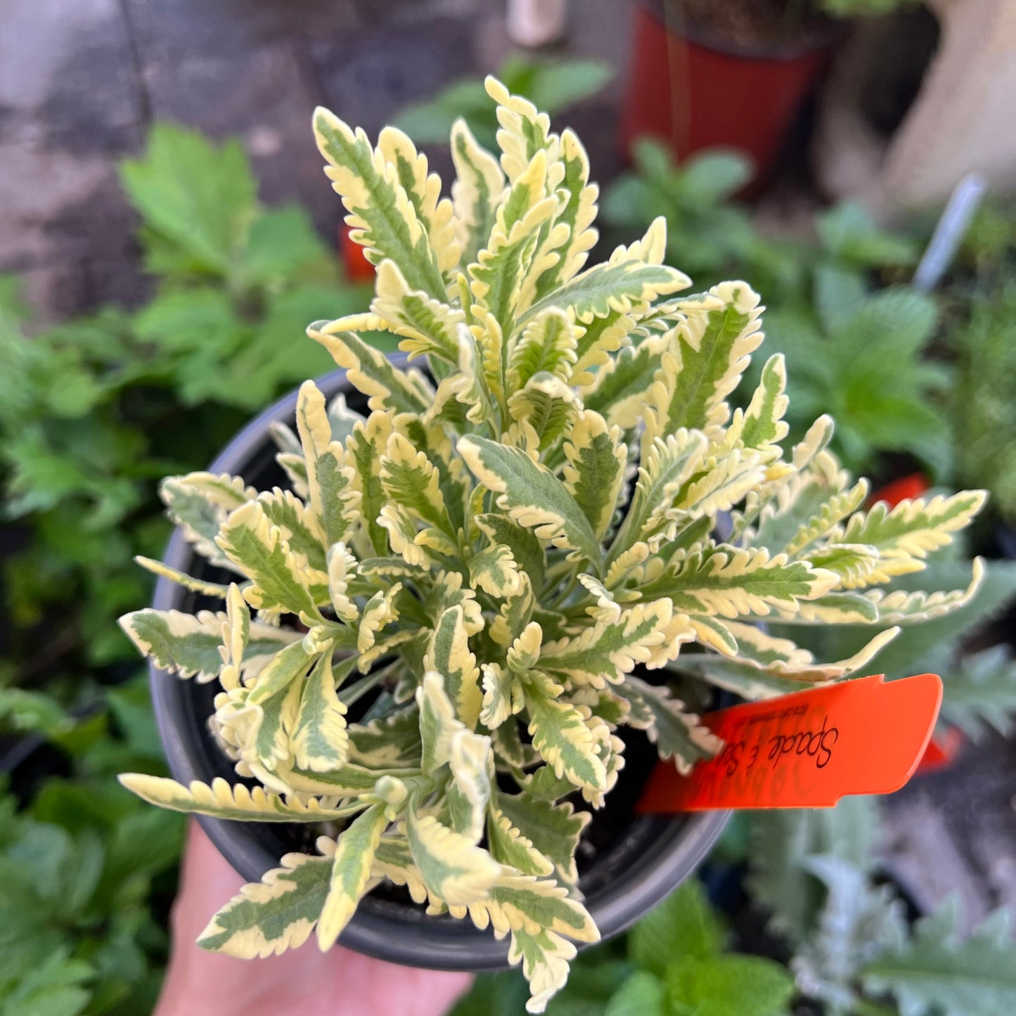 Variegated Lavender 'Meerlo'