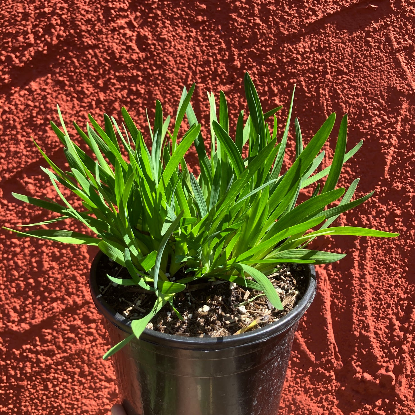Sisyrinchium bellum 'Rocky Point'