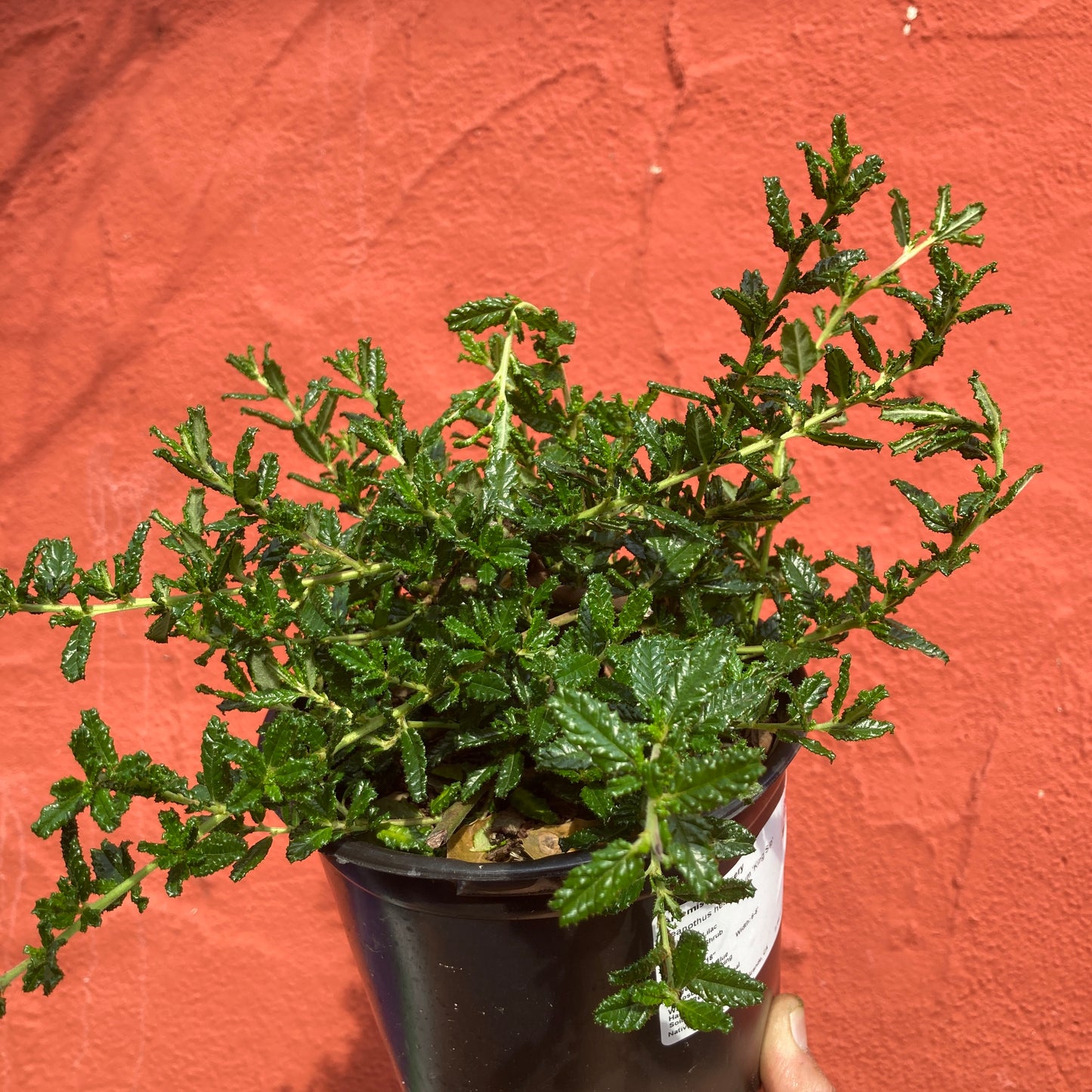 Ceanothus hearstiorum 'King Sip'