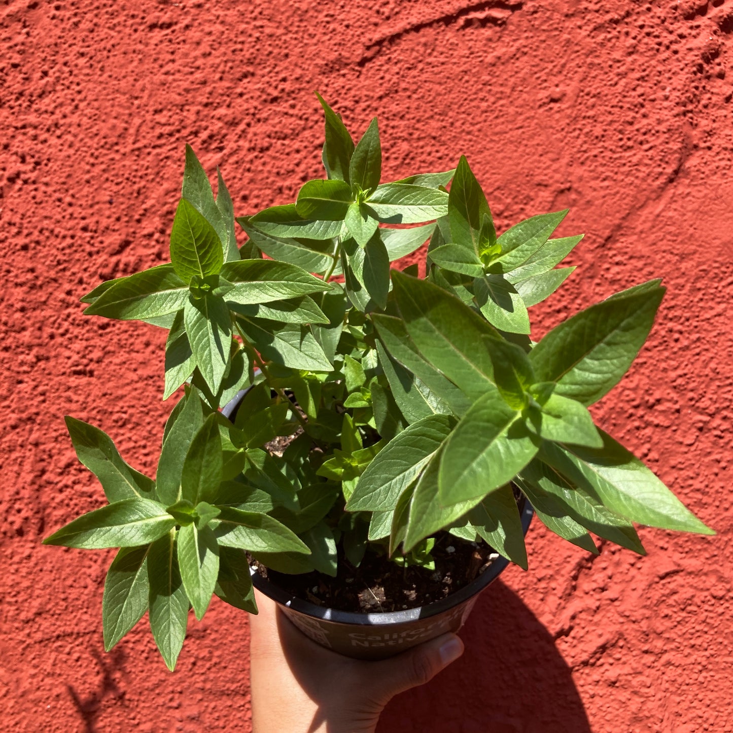 Pycnanthemum californicum - Mountain Mint