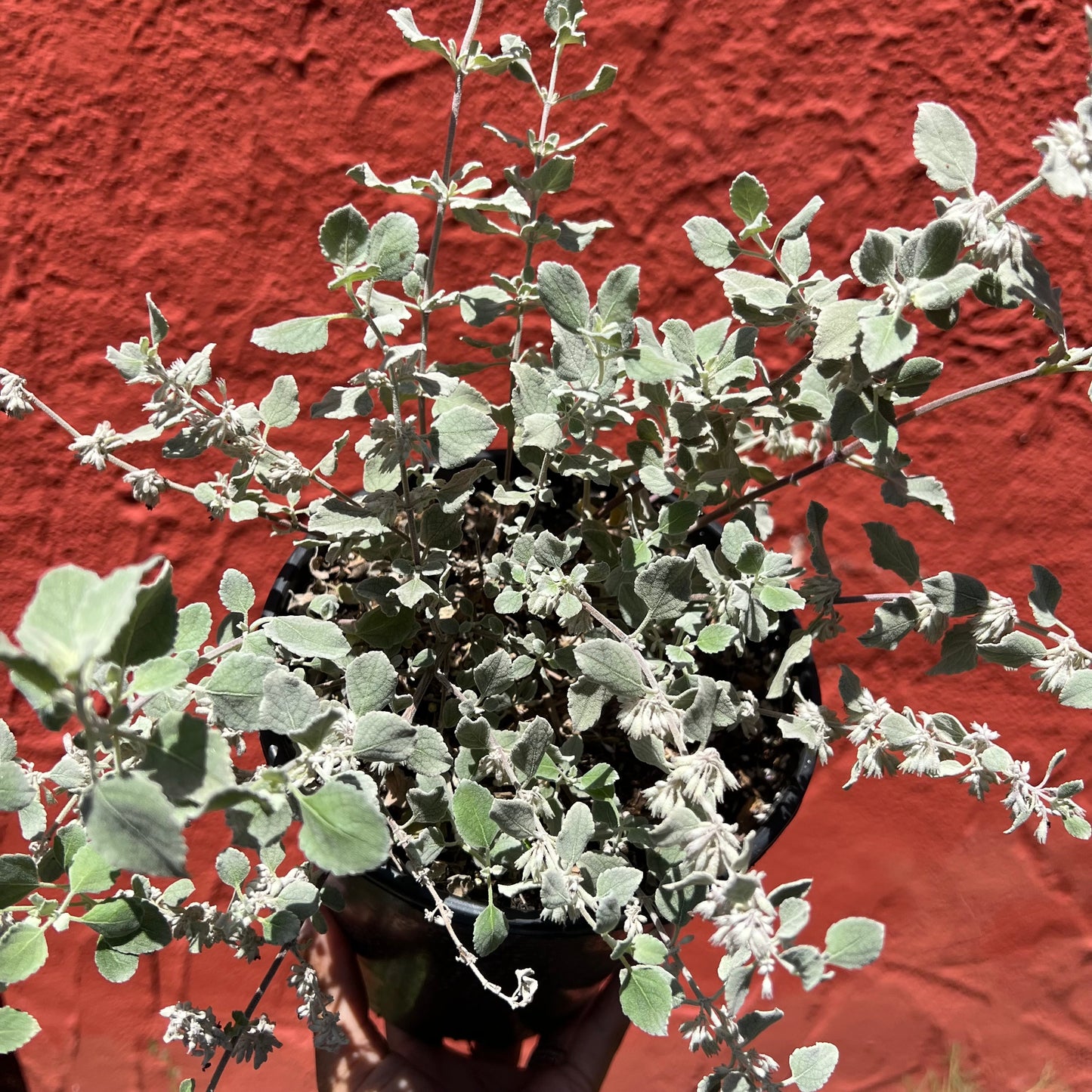 Condea emoryi 'Silver Lining' (syn. Hyptis emoryi) - 'Silver Lining' Desert Lavender