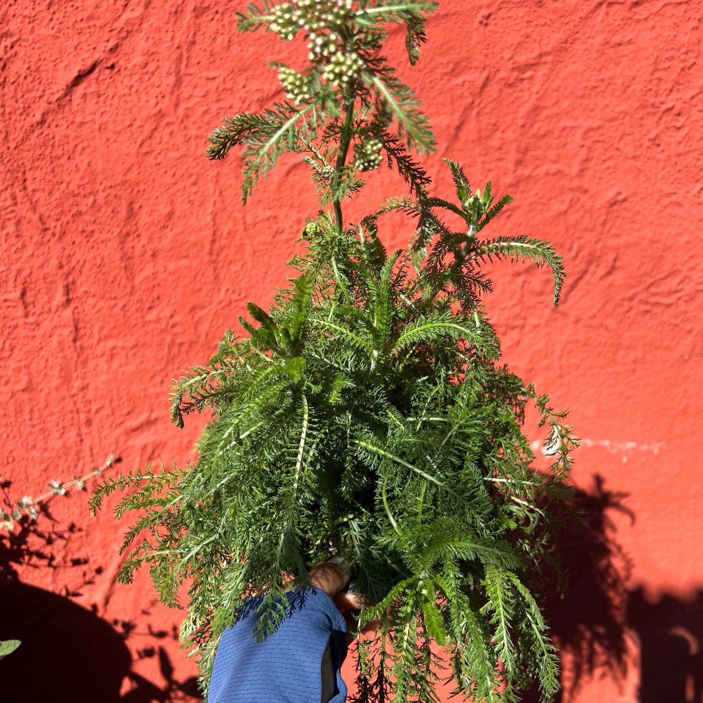 Achillea millefolium 'Astral Rose' - Astral Rose Yarrow