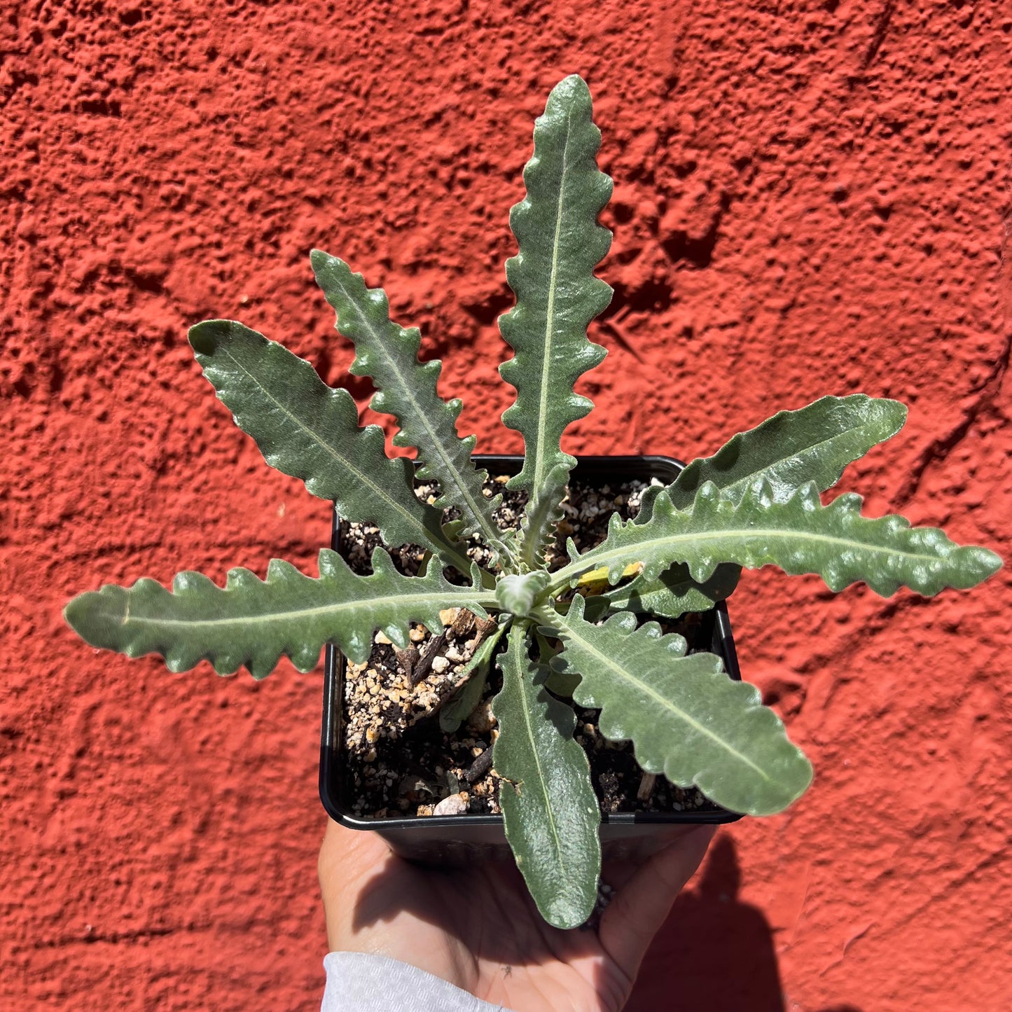 Mentzelia laevicaulis - Blazing Star