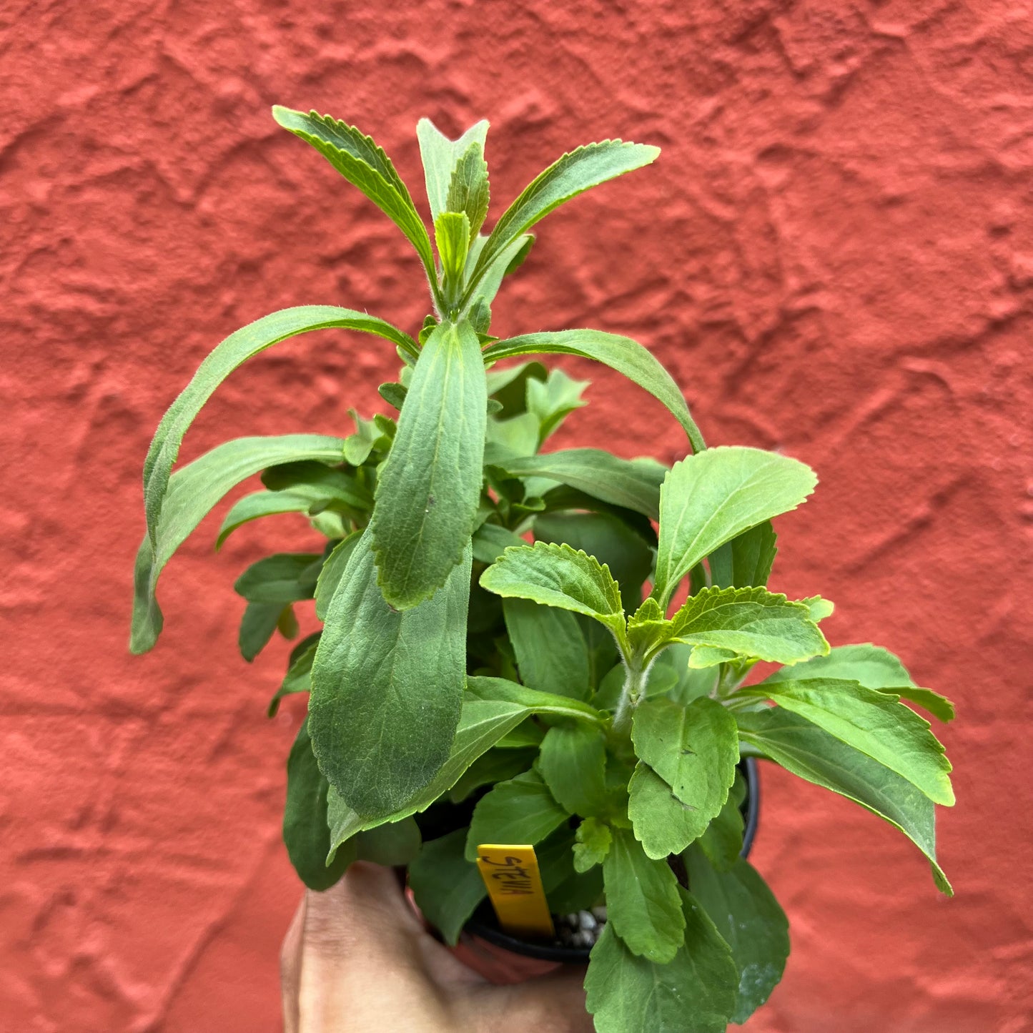 Stevia