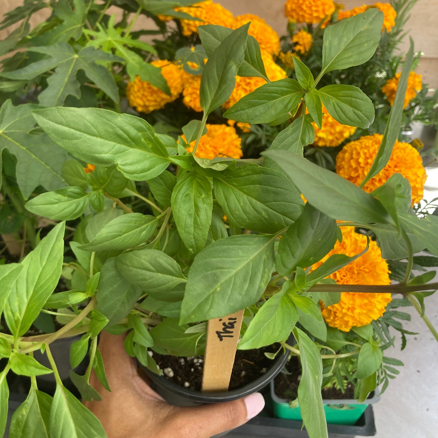 Thai Basil