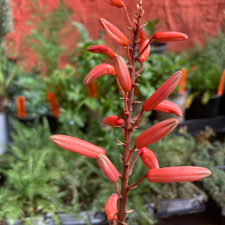 Aloe 'Safari Rose'
