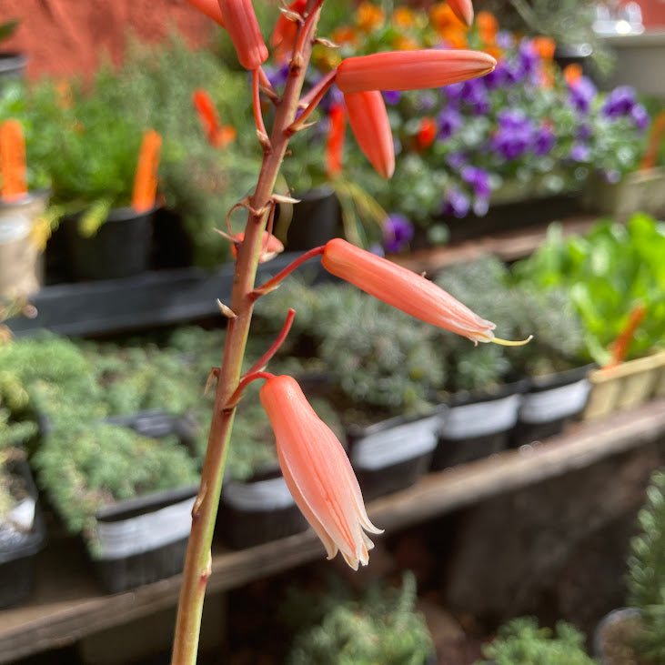 aloe safari Aloe 'Safari Rose' – Artemisia Nursery