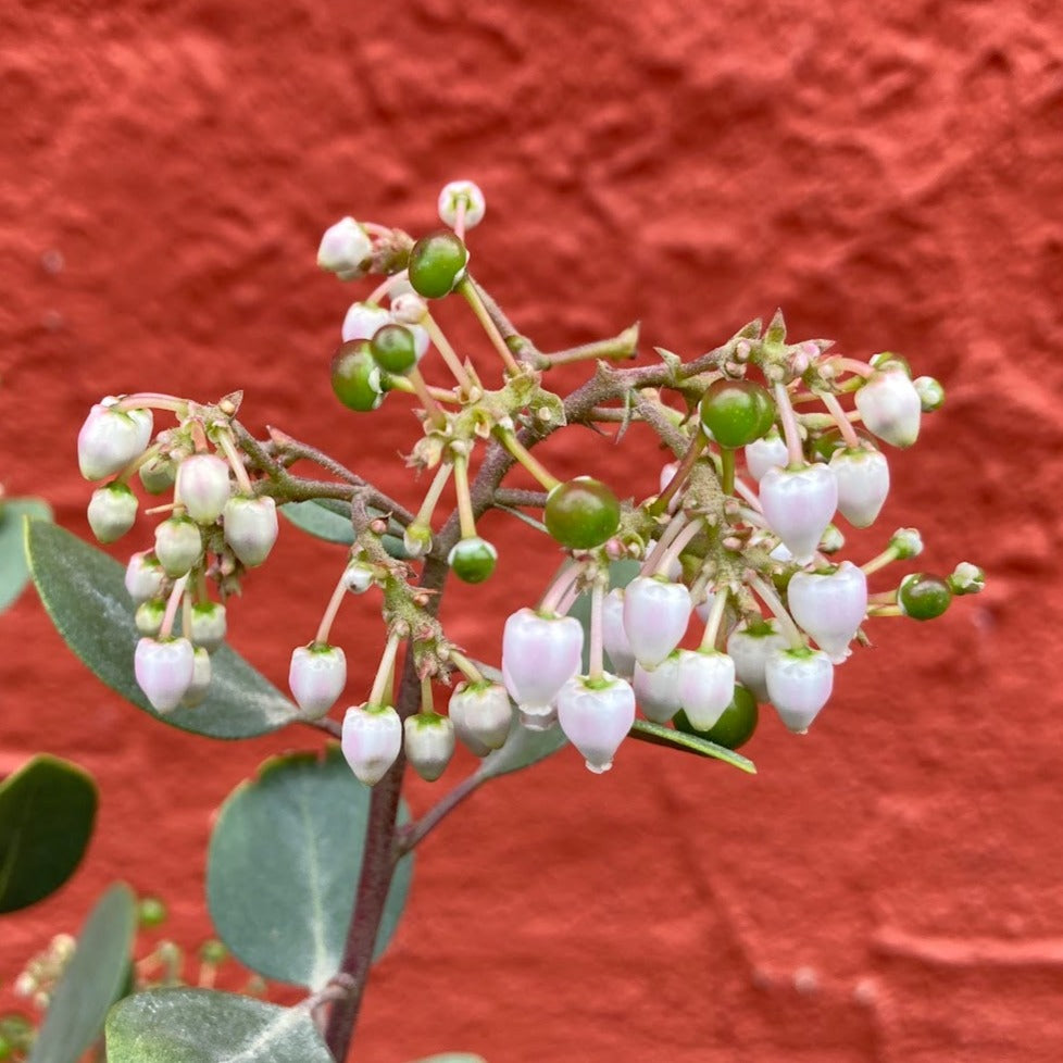 Arctostaphylos bakeri 'Louis Edmunds' - Louis Edmunds Manzanita