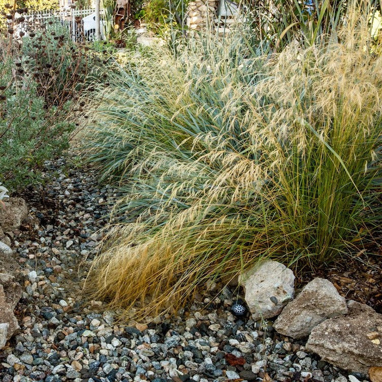 Aristida purpurea - Purple Three-Awn Grass
