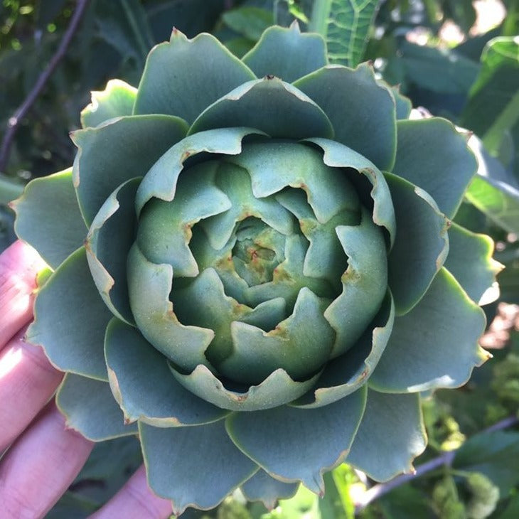 Artichoke