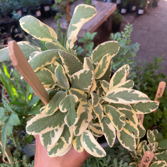 Variegated Culinary Sage