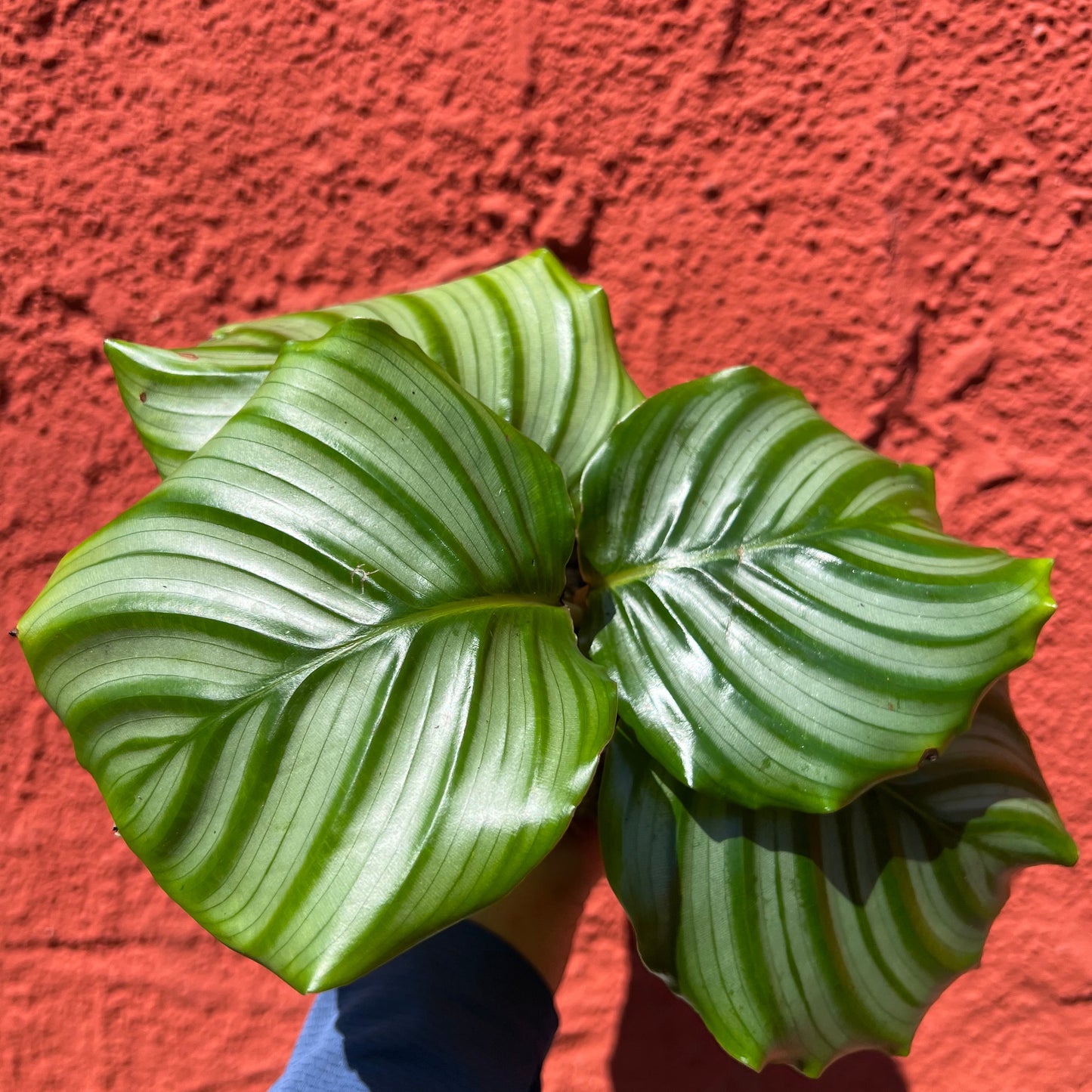Calathea orbifolia