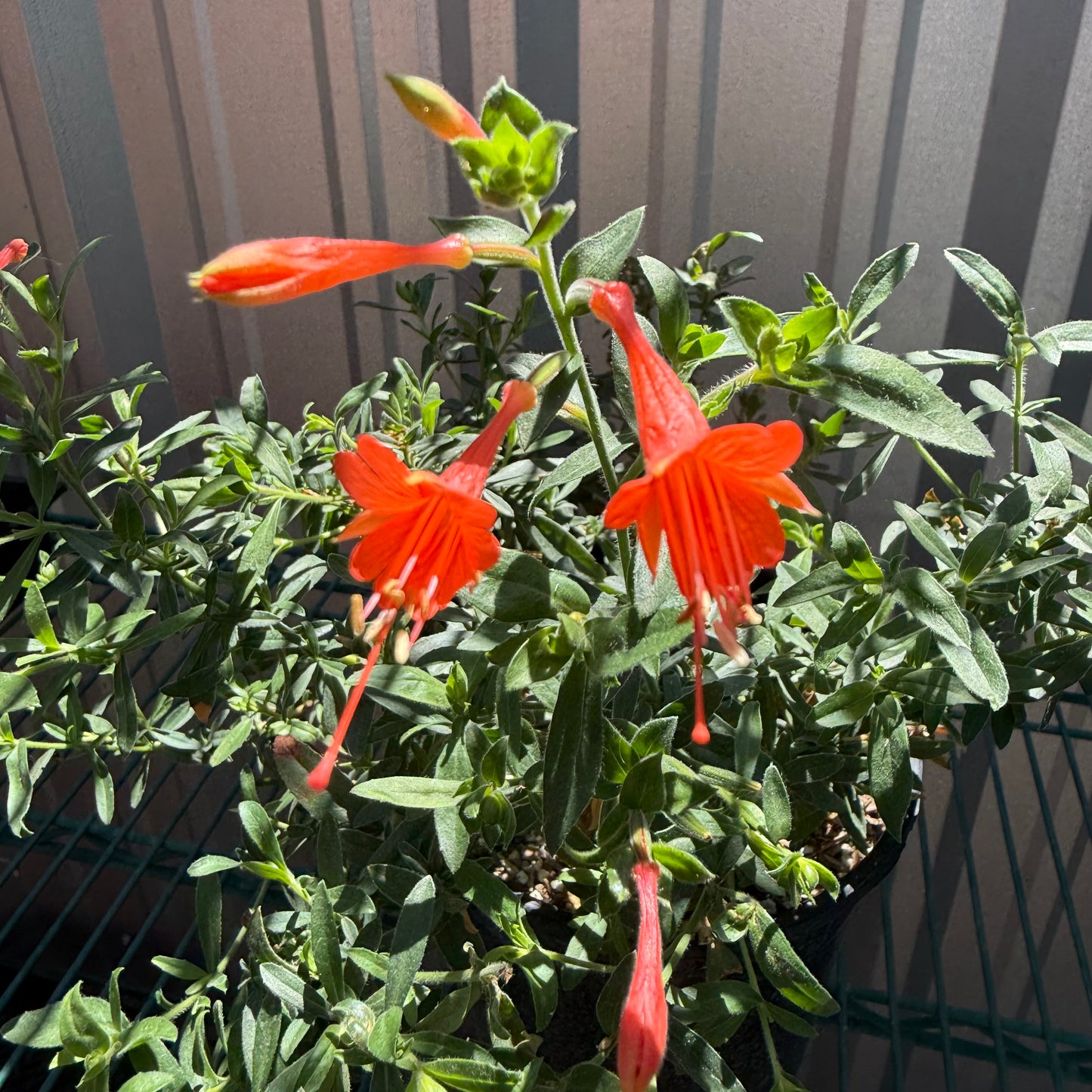 Epilobium canum 'La Gloria'