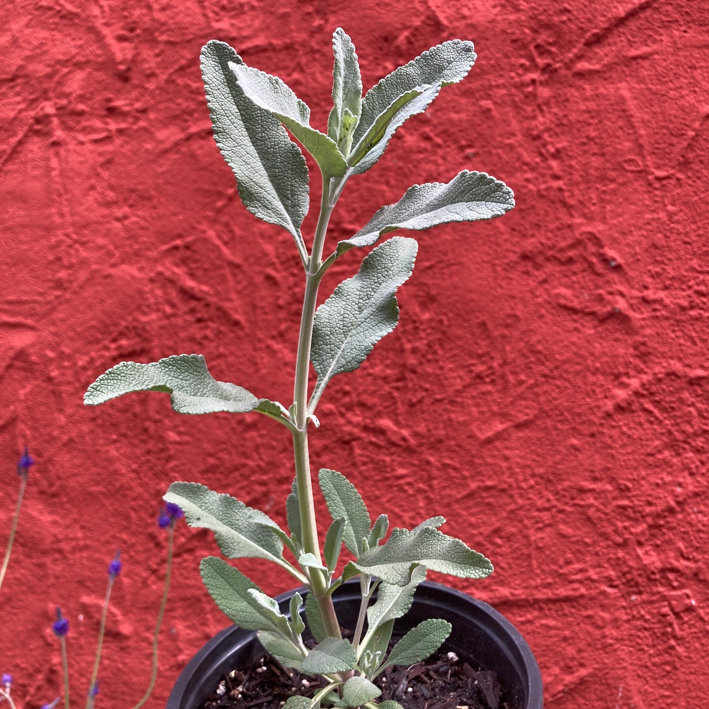 Salvia apiana 'Vicki Romo' - Vicki Romo Sage