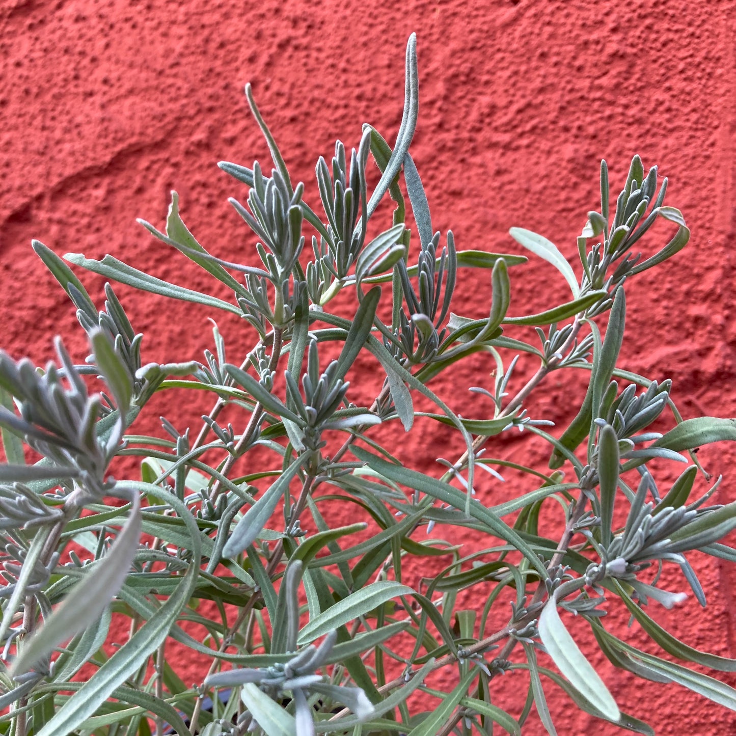 Lavandula x intermedia 'Provence' - 'Provence' Lavender