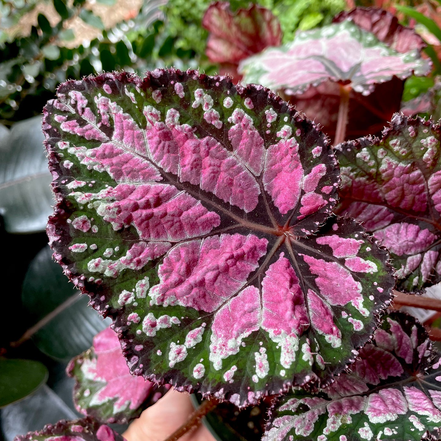 Begonia rex - Painted Leaf Begonia