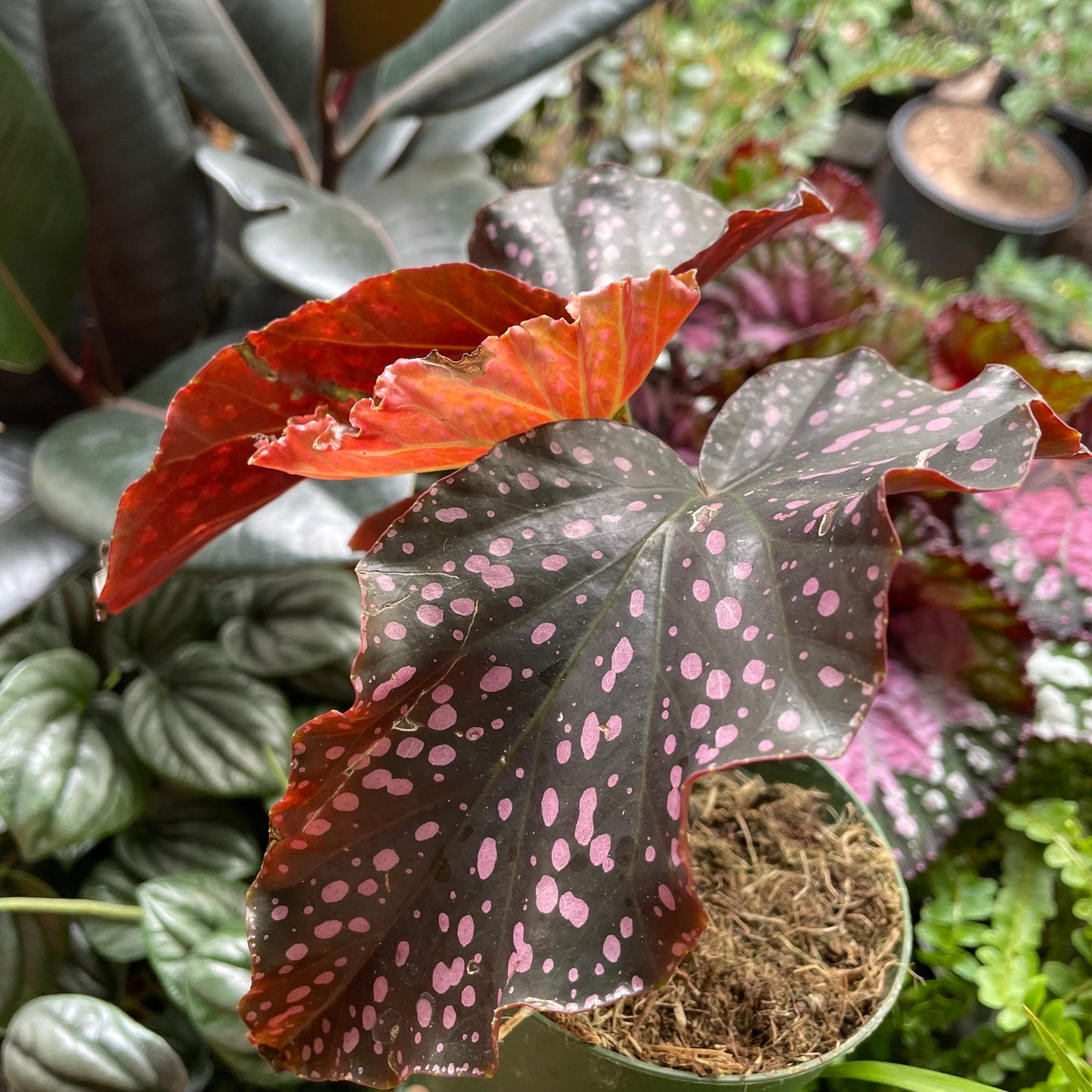 Begonia 'Cracklin' Rosie'