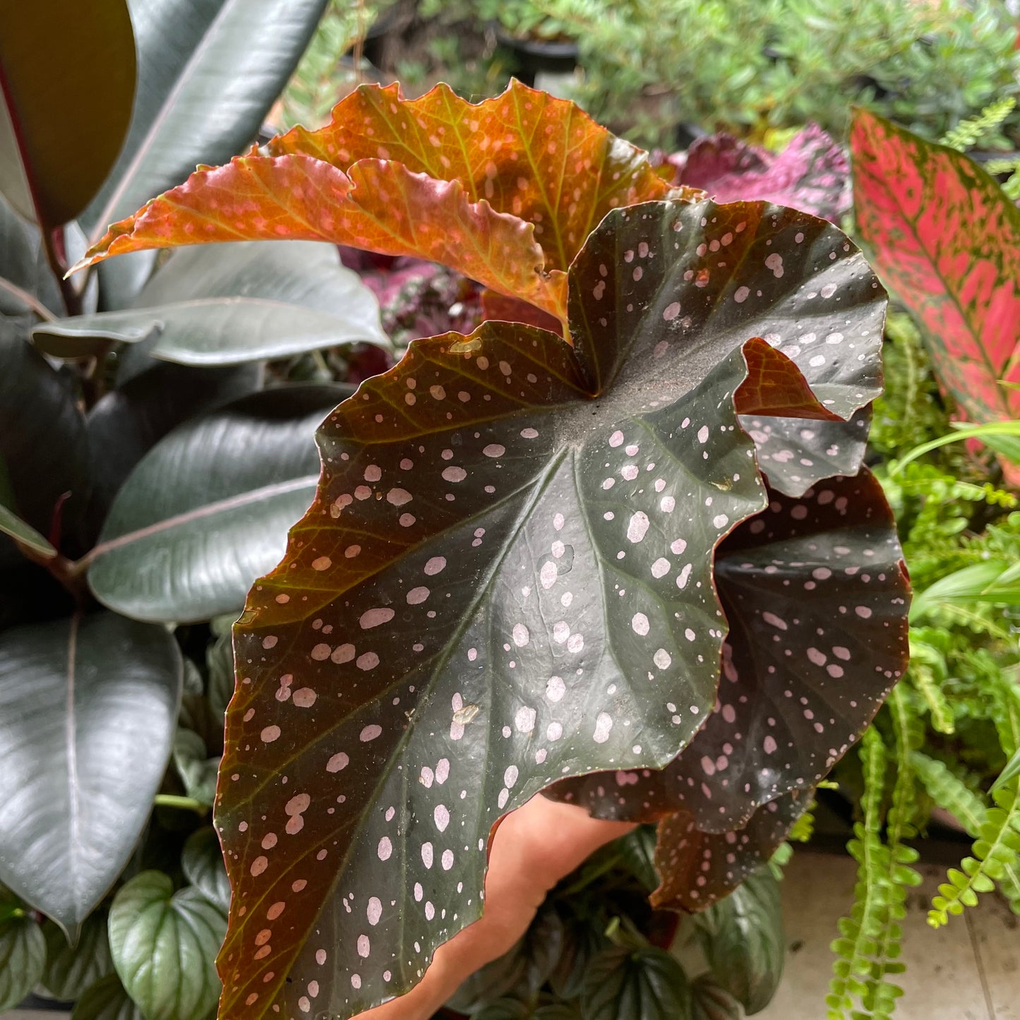 Begonia 'Cracklin' Rosie'