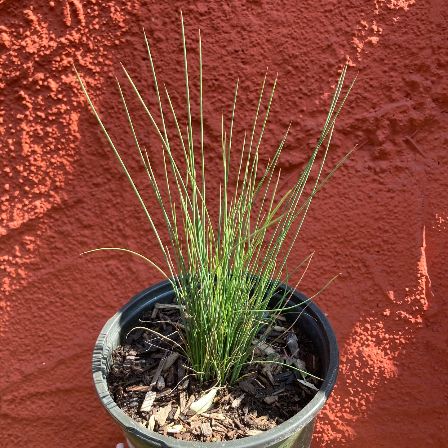 Juncus textilis - Basket Rush