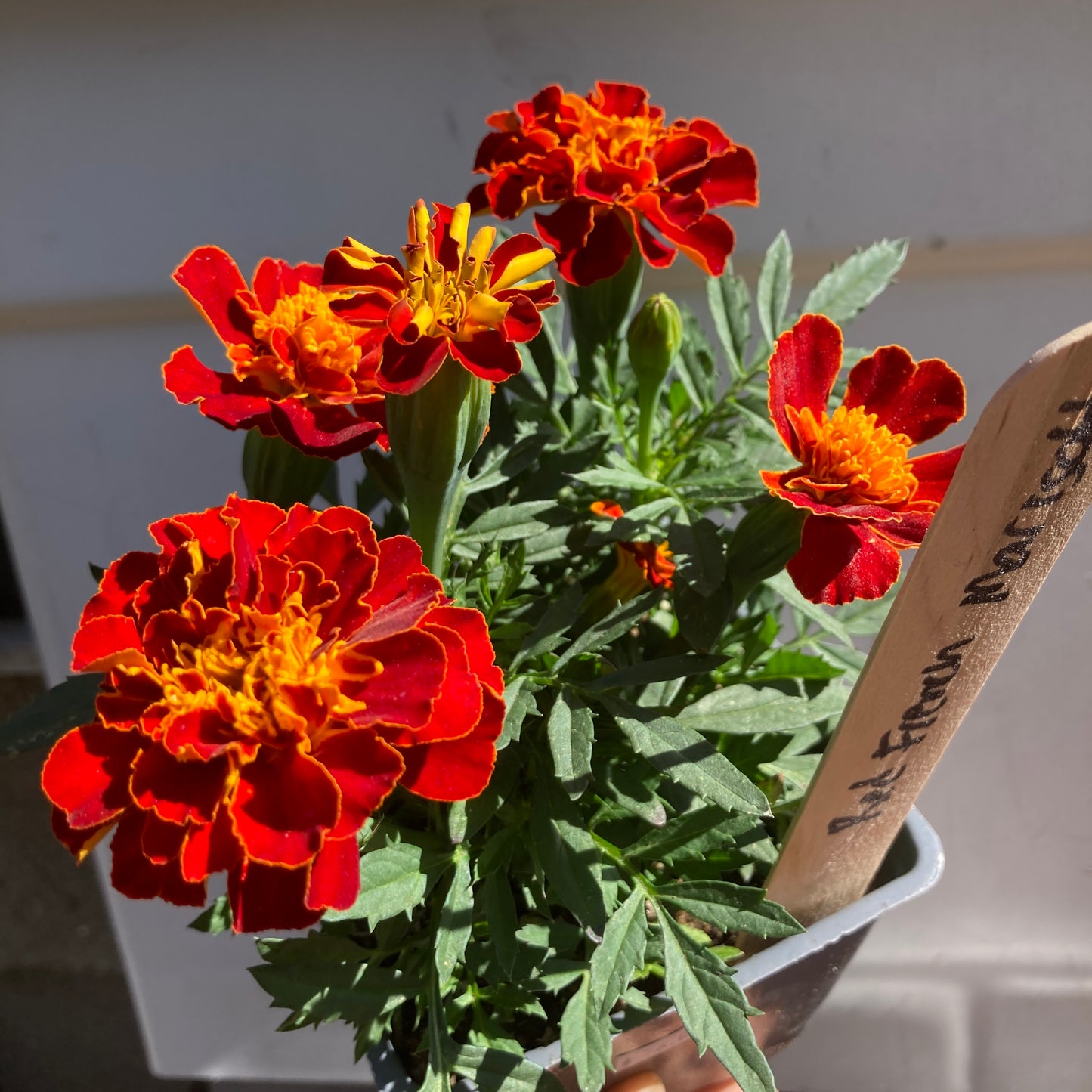 Red French Marigold